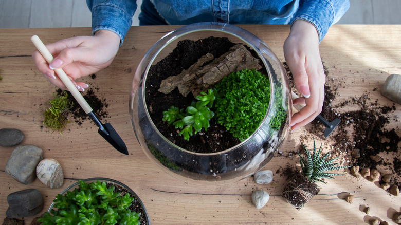 woman transplanting succulents