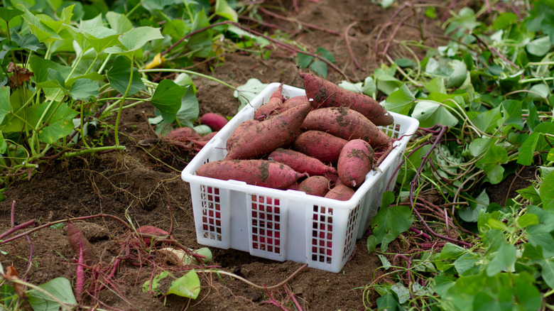 A garden bed full of sweet potato plants and some harvested sweet potatoes in a white plastic basket.