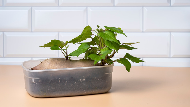 A sweet potato lying horizontally in dirt in a shallow container with bushy green sprouts.