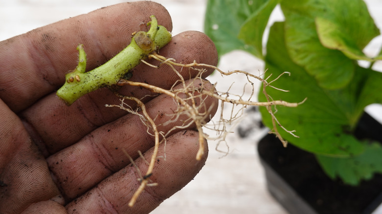 Overhead view of a dirty hand holding a rooting sweet potato slip with a potted sweet potato plant in background.