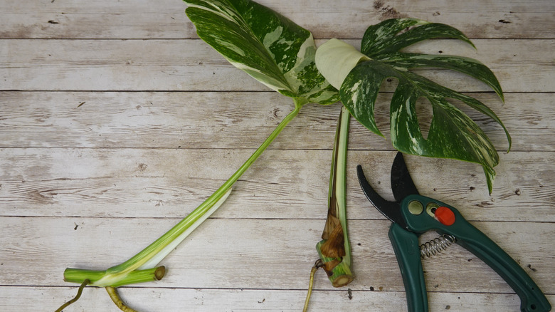 Cut monstera leaves sitting on wooden surface with garden shears