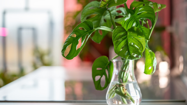 Monstera deliciosa cuttings rooting in a glass vase filled with fresh water.
