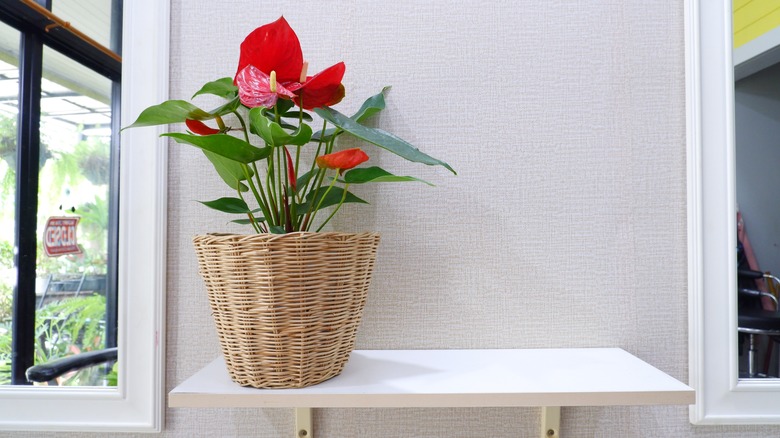 Anthurium in wicker pot