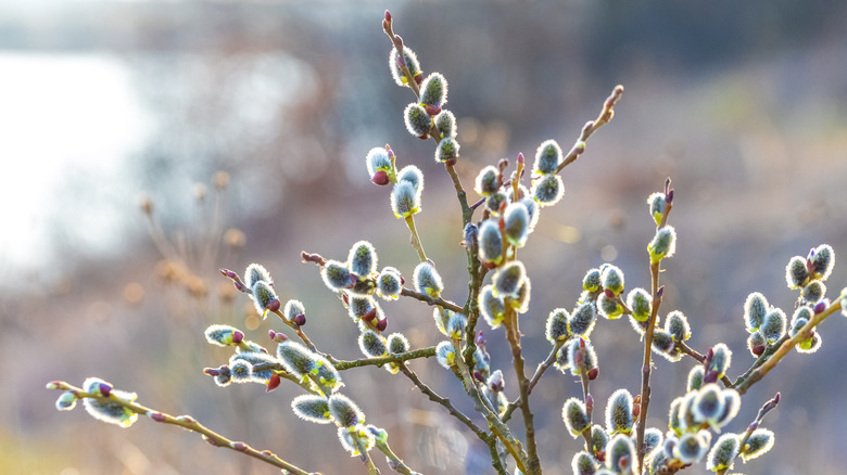 Pussy willow in brown landscape