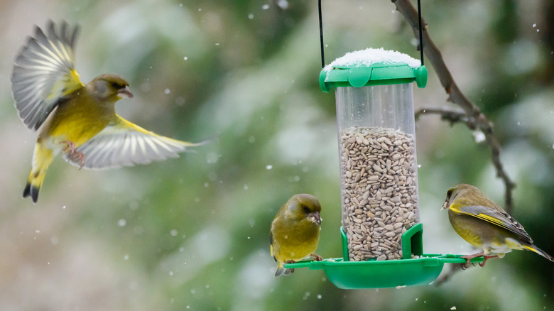 yellow birds on bird feeder