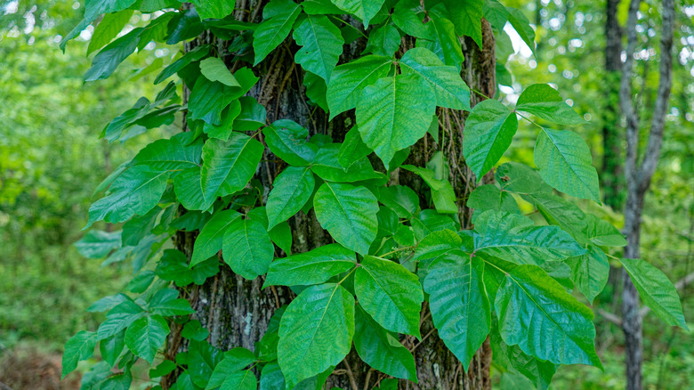 Poison ivy foliage growing on a tree