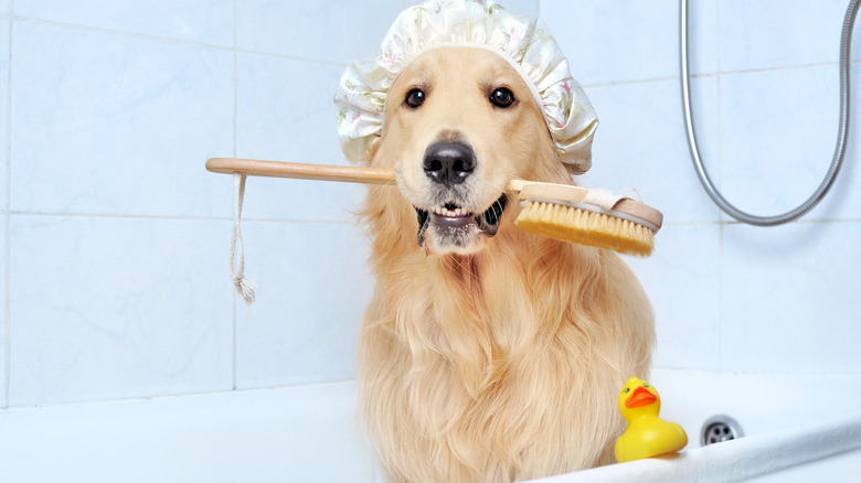 Dog sitting in bath