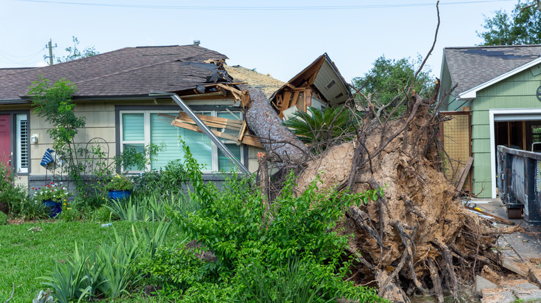 An uprooted tree crushing a house roof.
