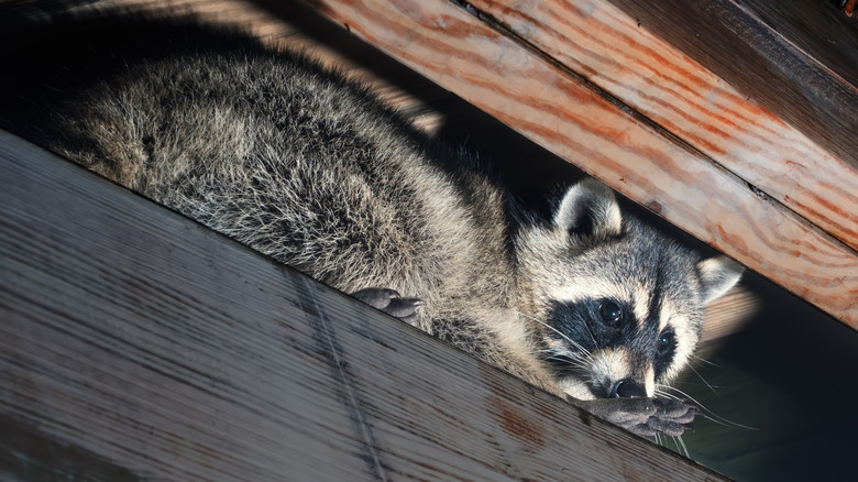 Raccoon in attic