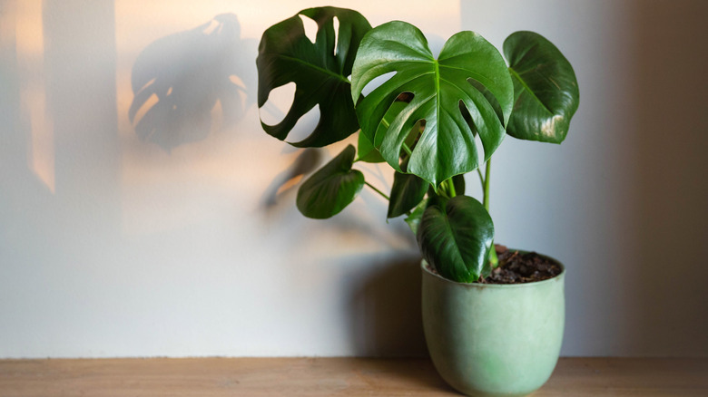 A monstera plant leaning toward the sunlight in a room.