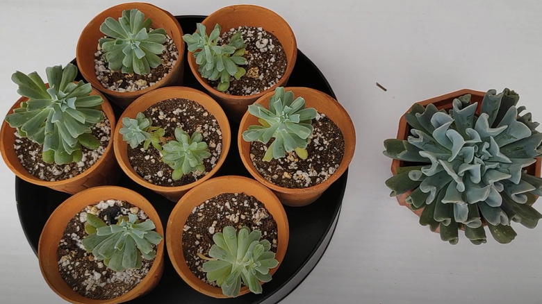 propagated echeverias and mother plant