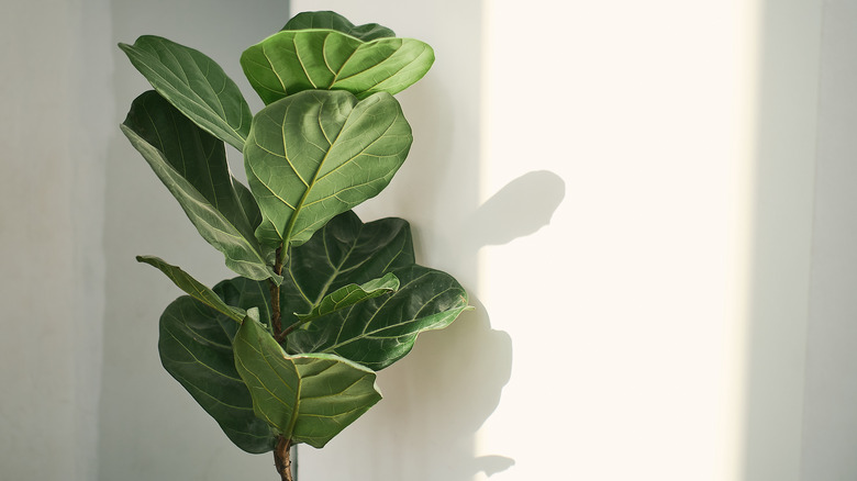 Fiddle leaf fig