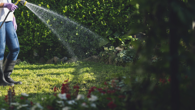 woman watering lawn