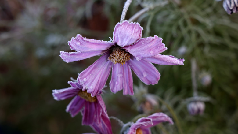 Cosmos flower covered with frost