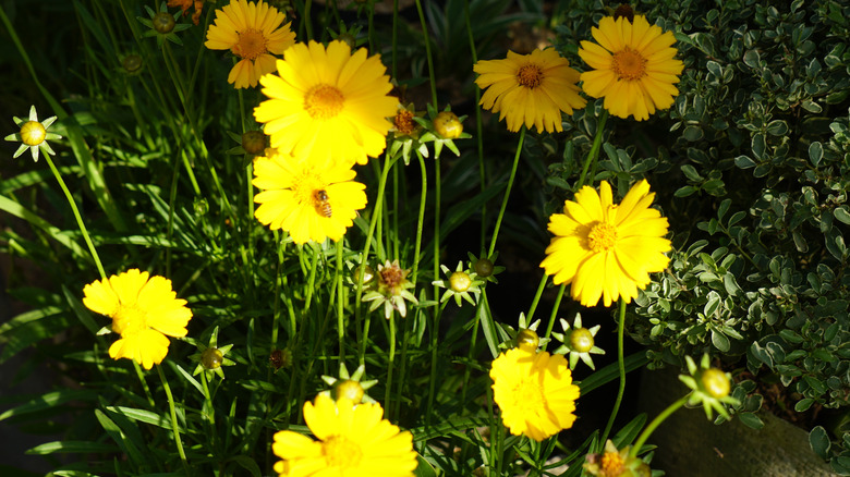 Yellow cosmos flowers