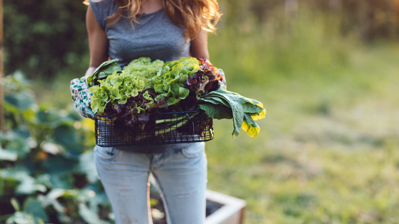 Woman harvesting large basket of fresh lettuce from garden.