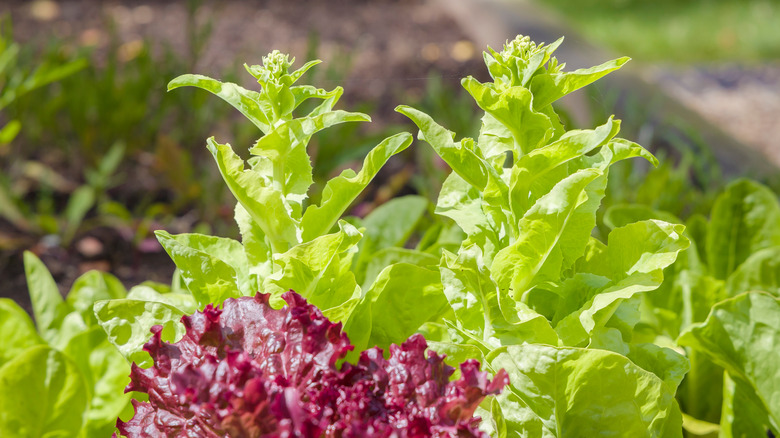 Lettuce that has begun to bolt in the garden.