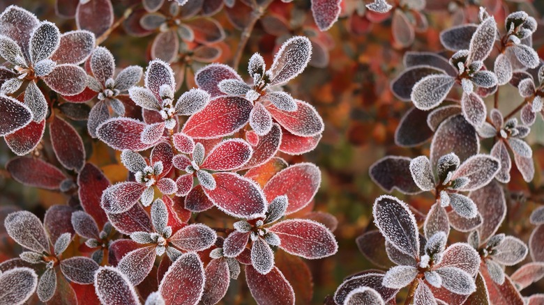 Azaleas with frost