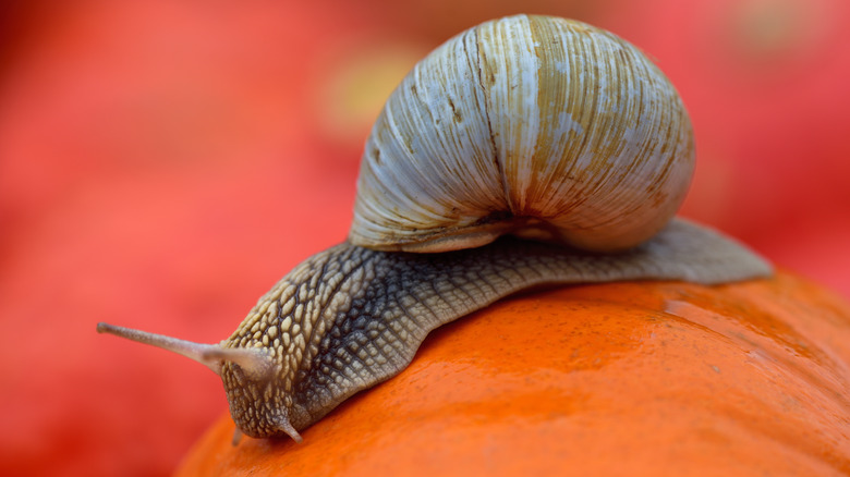 Snail on a pumpkin