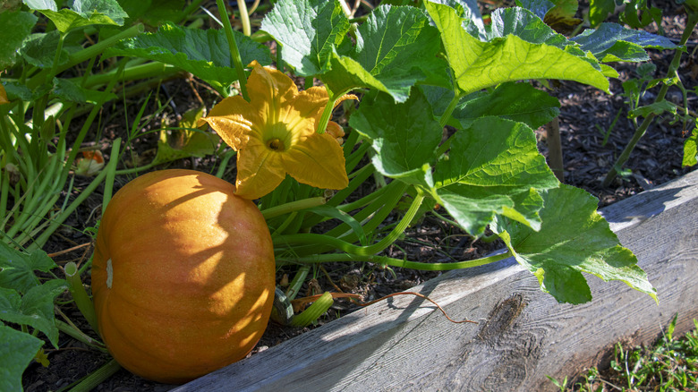 How To Protect Pumpkins From Snails And Slugs In The Garden how-to-keep-deer-from-eating-pumpkins-support-wild