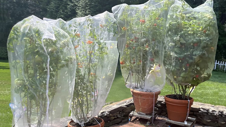 Four large containers with fruit trees and net covers on a brick patio