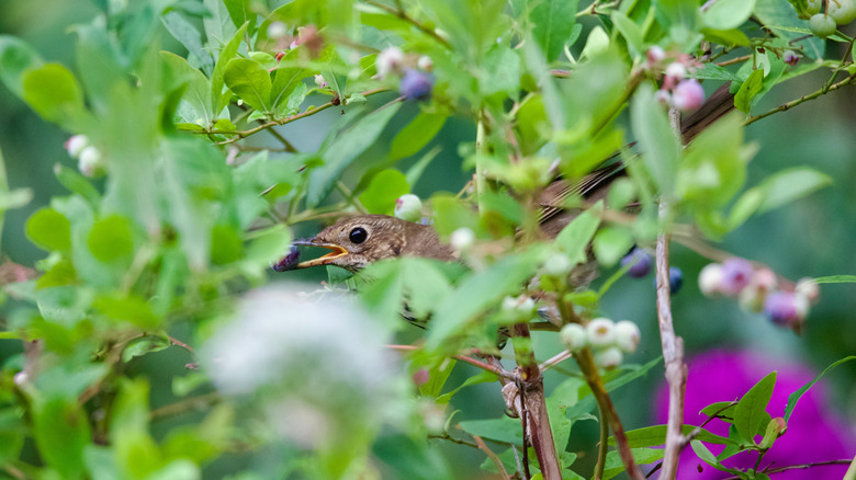 A bird in a blueberry bush with its beak open