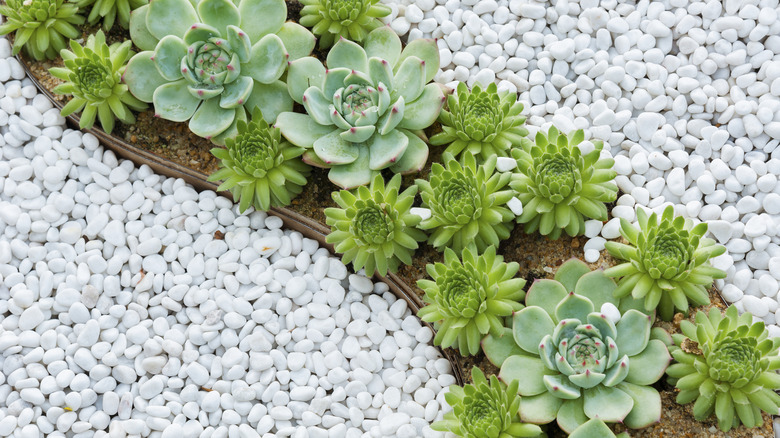 A river of succulent plants is raised slightly above white gravel on either side.