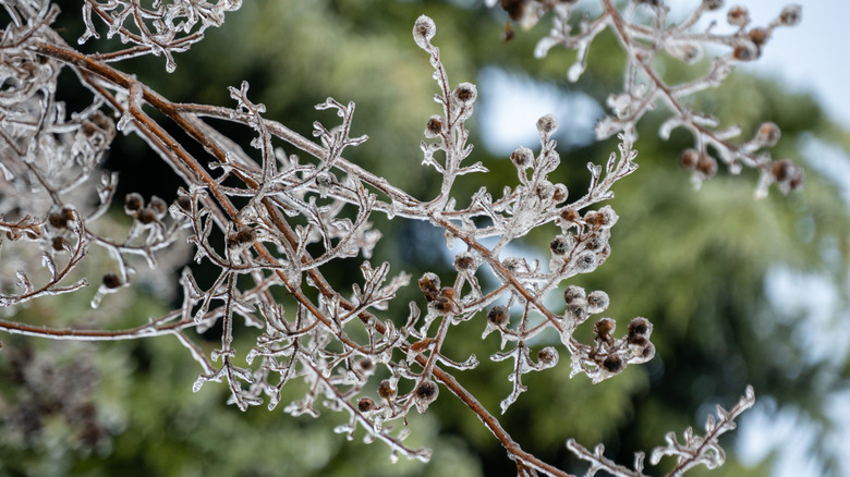 Crepe Myrtle tree branches encased in ice