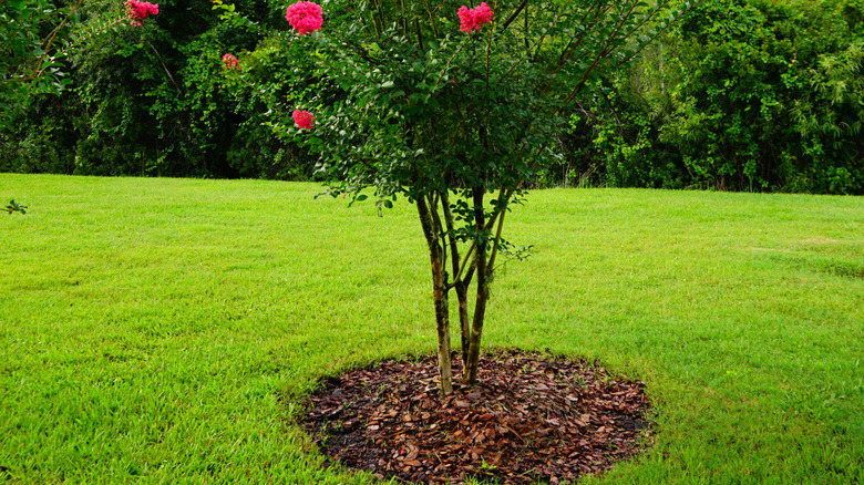 Close up of mulch under a young crepe myrtle tree