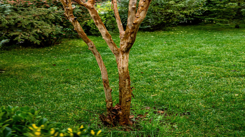 crepe myrtle tree with bare, topped branches