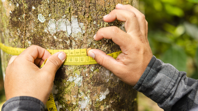 a person measuring diameter at breast height (DBH)