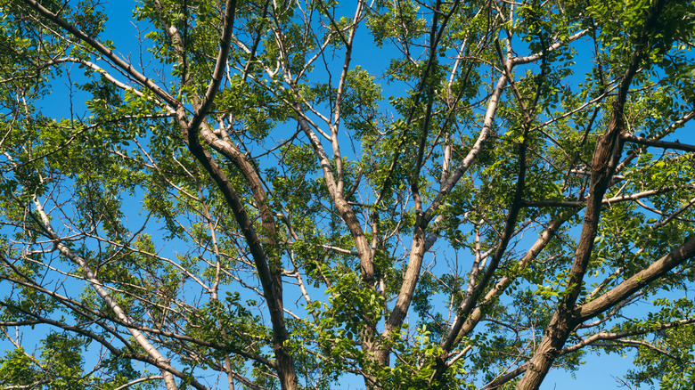 ash tree with a thin canopy