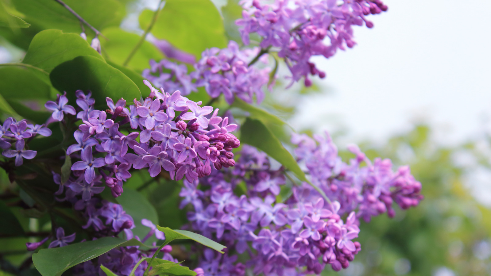 How To Protect Your Beautiful Lilac Tree During The Winter Months
