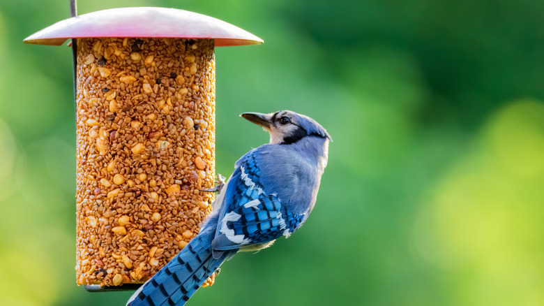 bluejay on feeder