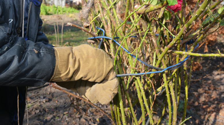Preparing climbing rose for winter