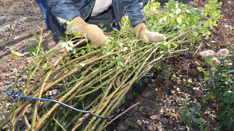 Gardener bending climbing rose to cover with soil