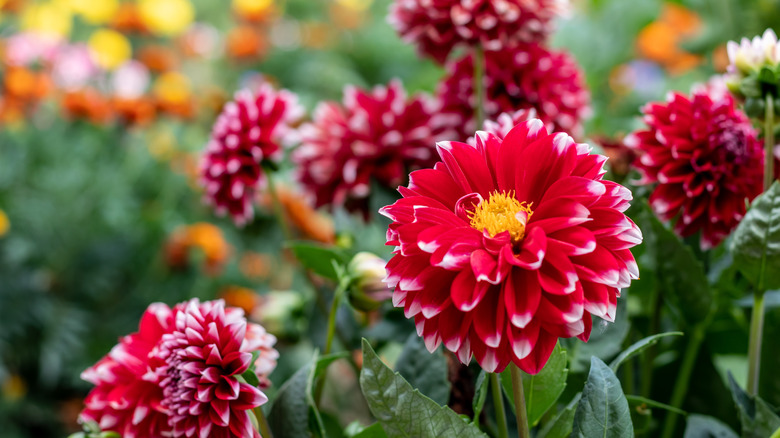 Dahlias in the garden 