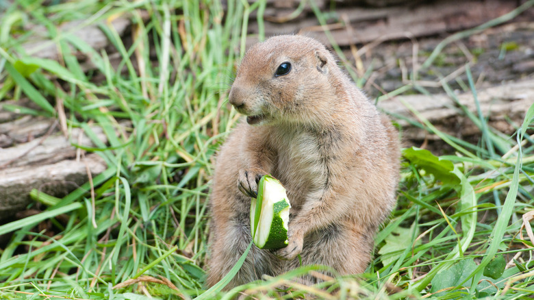 Groundhob eating in garden