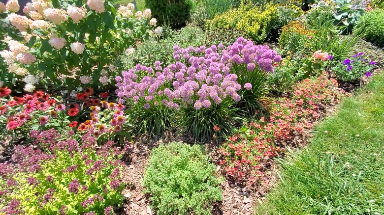 a bed filled with a hydrangea, alliums, and other perennials