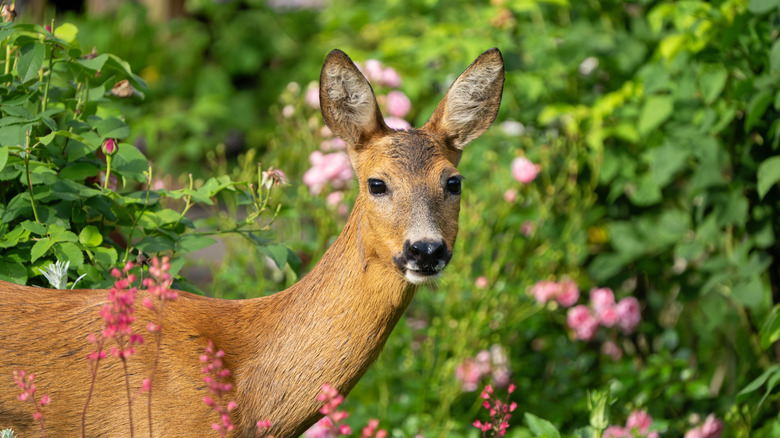 deer eating flowers in a garden