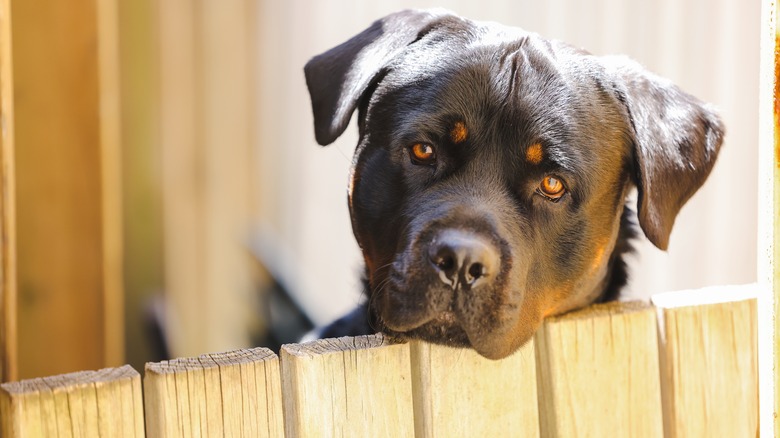 Doberman dog looking over fence