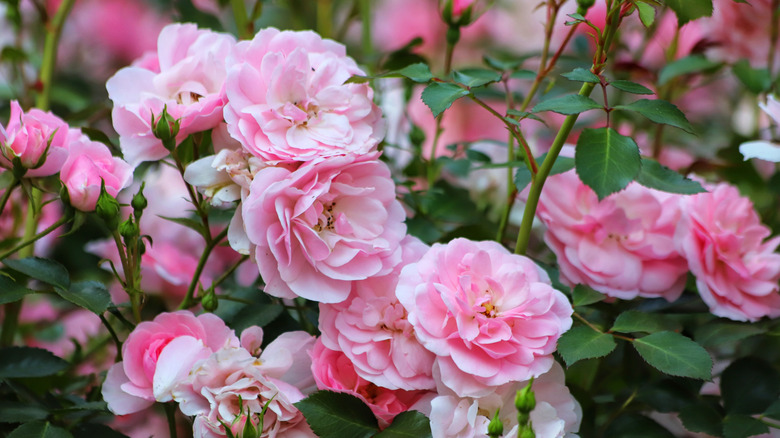 Pink rose bush