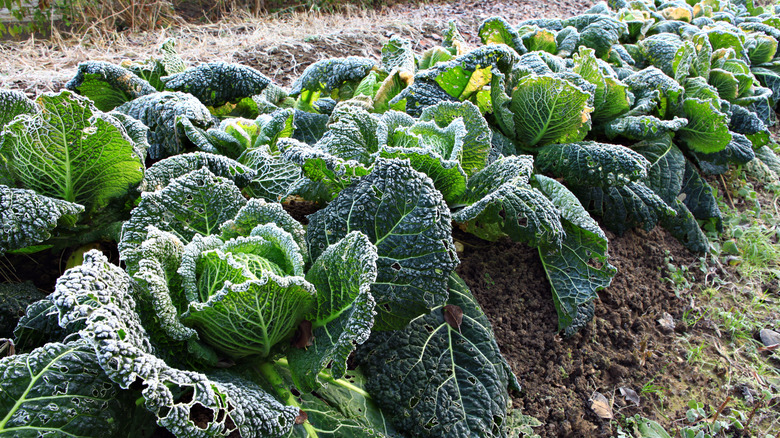 garden cabbage covered in frost