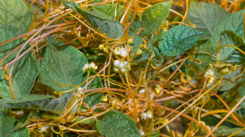 Dodder weed close-up