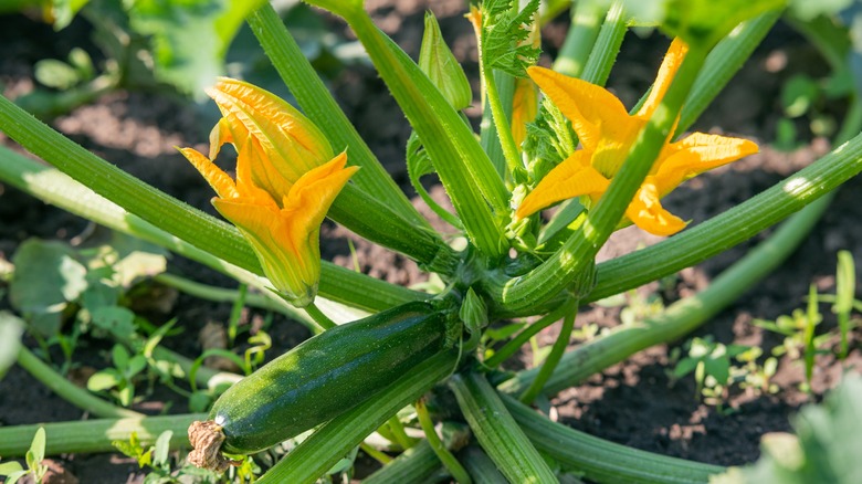 zucchini plant's fruit and flowers