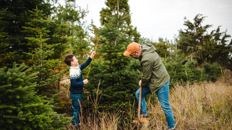 Father and son digging up a Christmas tree at a plant nursery