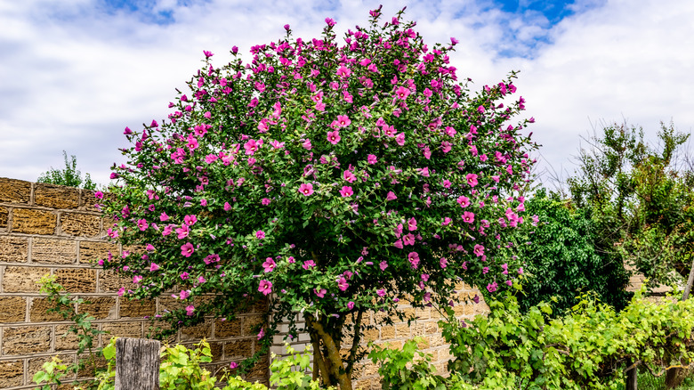 Blooming hibiscus shaped as a tree in a garden
