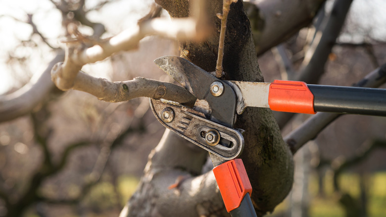 closeup on person pruning branch during the winter