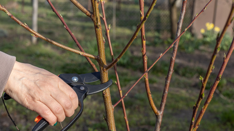 person using shears to trim young peach tree