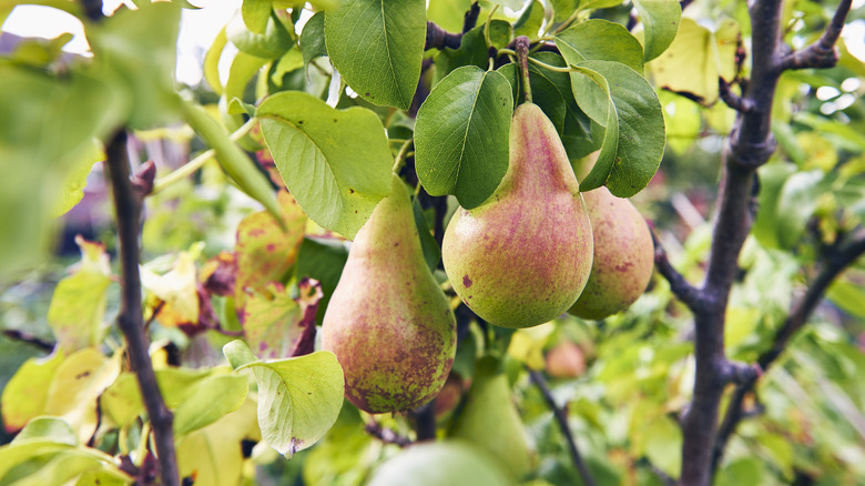 Close-up of a pears on a pear tree